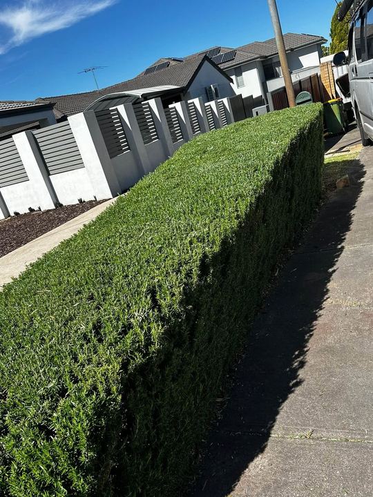 Long hedge trimmed square and flat along a driveway