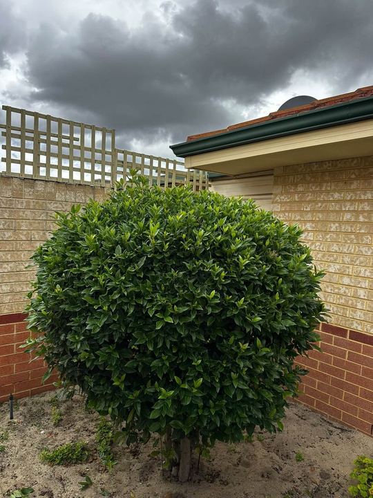 Shrub pruned into a neat round ball shape