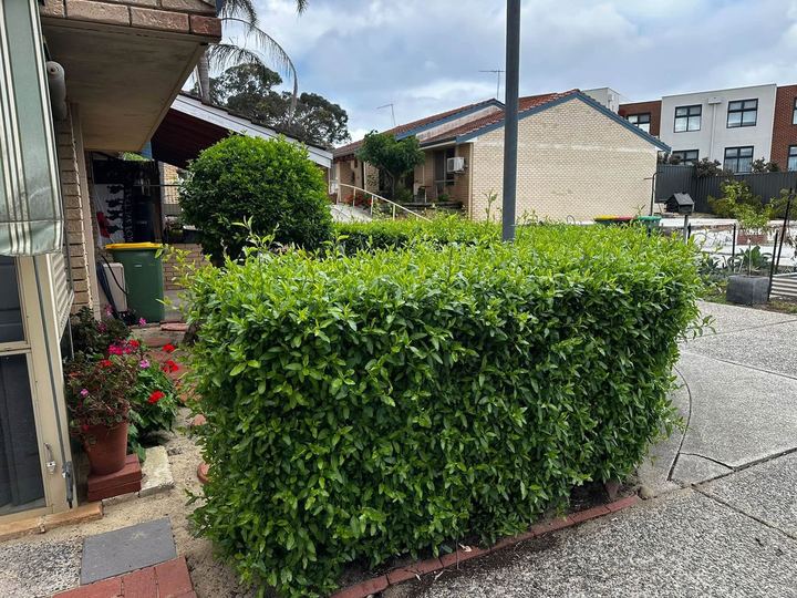 Front hedge trimmed flat and tidy beside the driveway