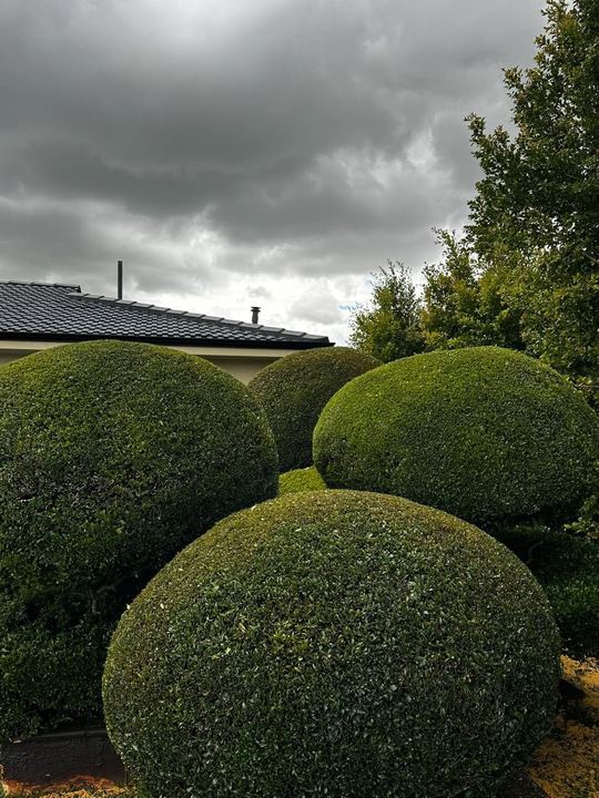Topiary shrubs clipped into smooth dome shapes